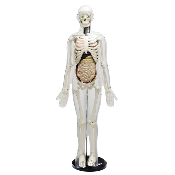 Model of the Relationship Between Human Body Surface, Skeleton and Internal Organs