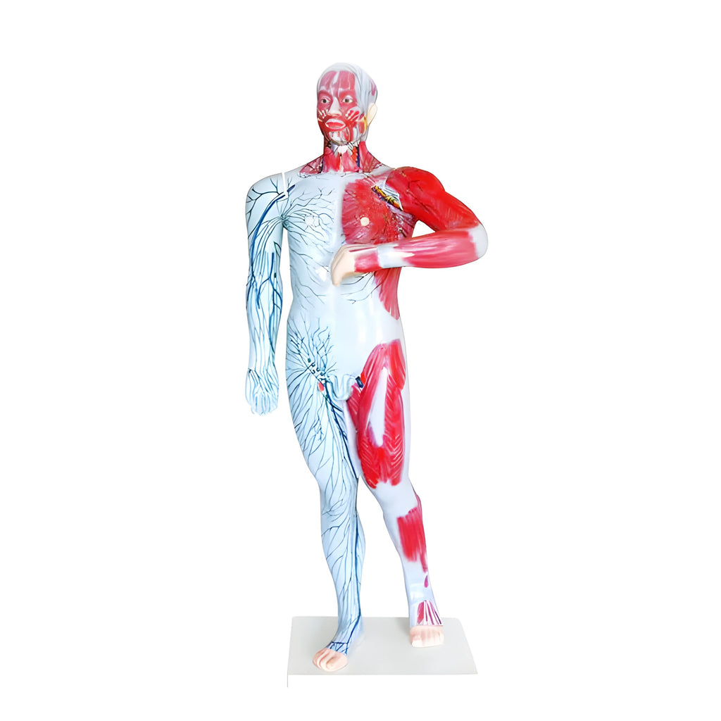 Human Superficial Lymph and Superficial Vein Model