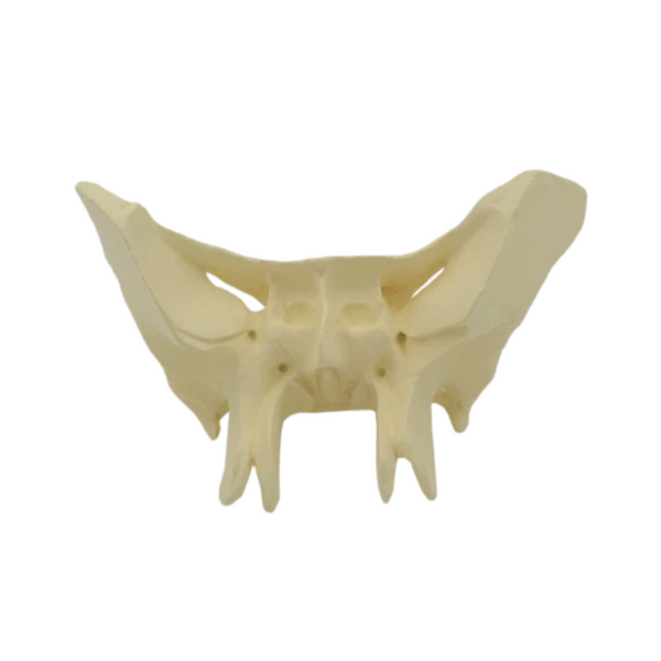 Sphenoid Bone Model