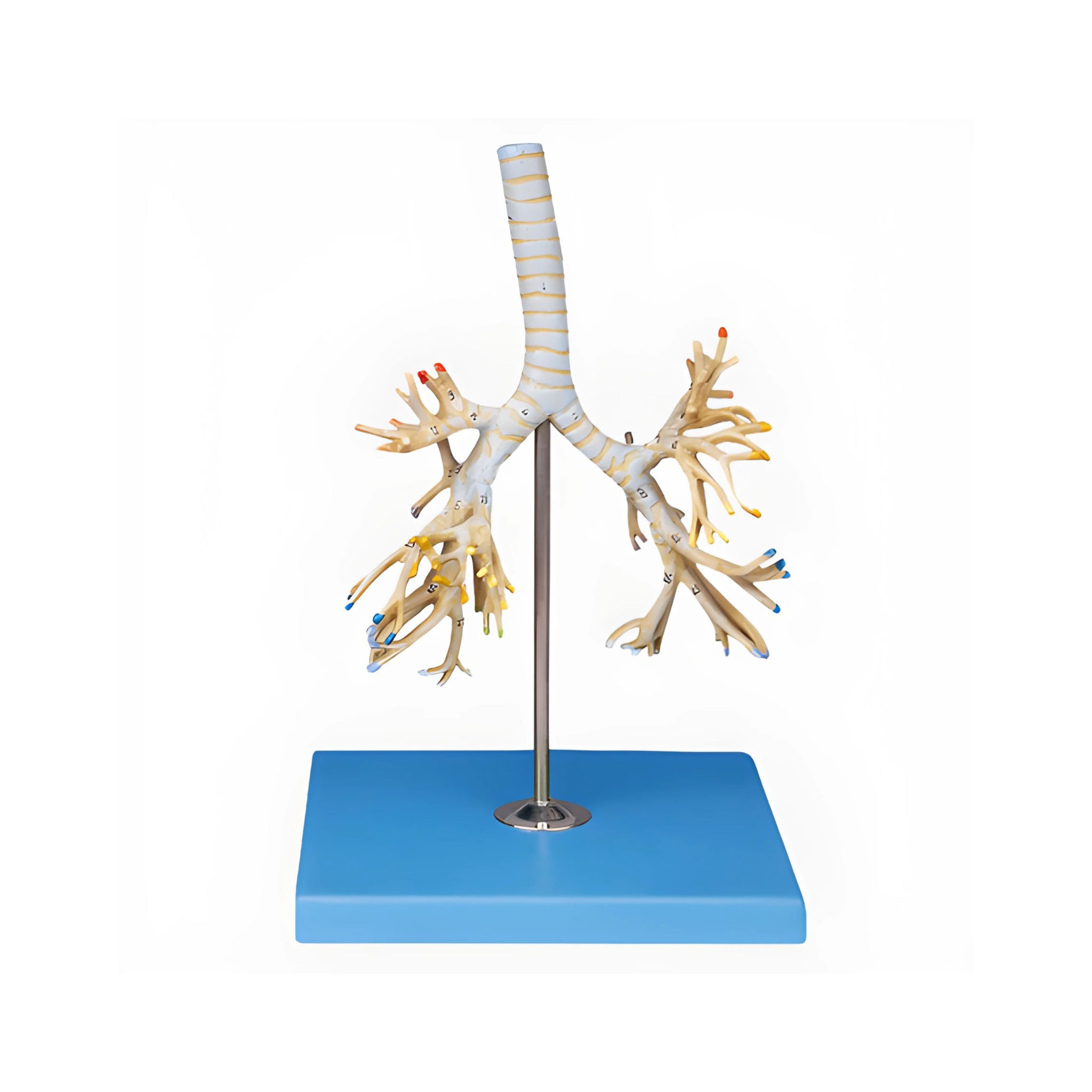 Bronchial Tree Model – Dr Wong Anatomy