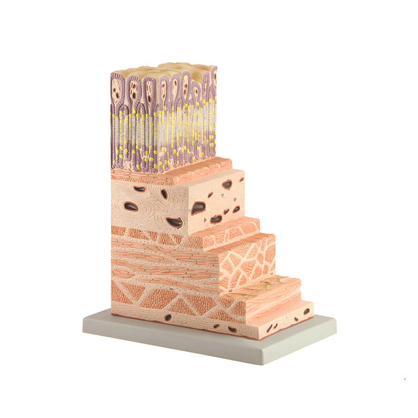 Stomach Wall Micro-Anatomy Model, 150X Enlarged