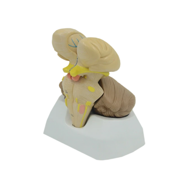 Brainstem, Cerebellum, & Fourth Ventricle Model, 3 Parts