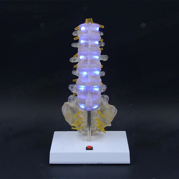 Transparent Lumbar Vertebrae with Coccyx Model