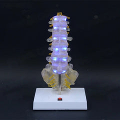 Transparent Lumbar Vertebrae with Coccyx Model