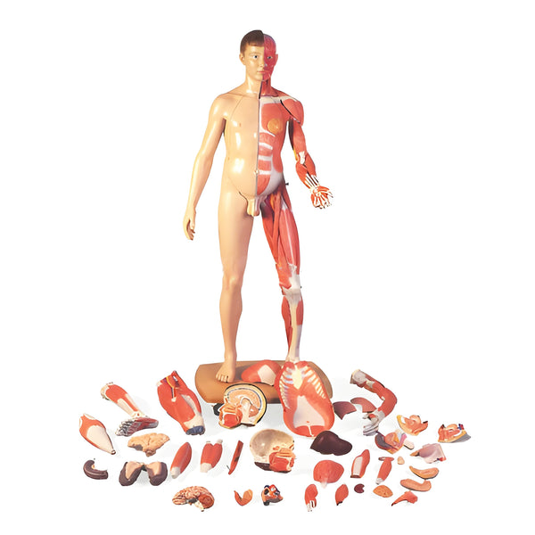 Life-Size Dual Sex Human Figure, Half Side with Muscles, 39 part