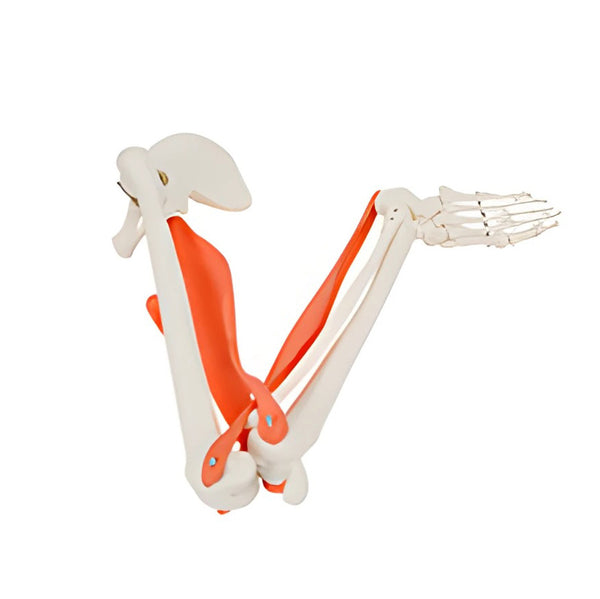 Movements of Muscles in the Leg