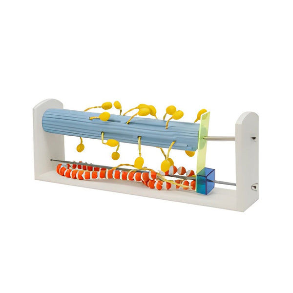 The model of molecular structure and contraction in skeletal muscles