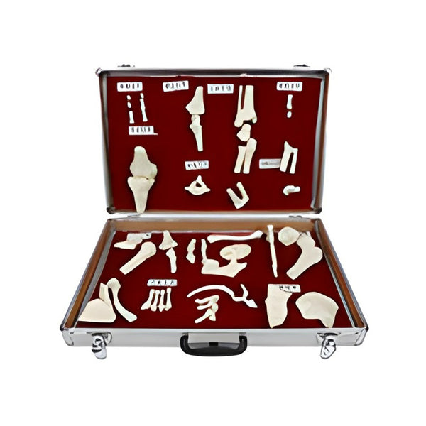 Human Joint Classification Model