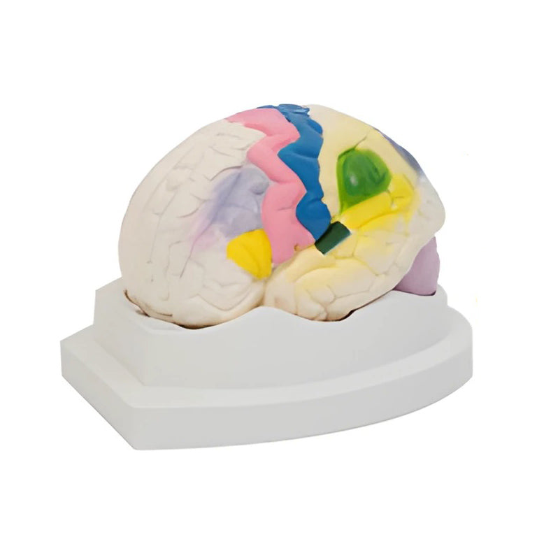 Brain Cortical Function Localization Model