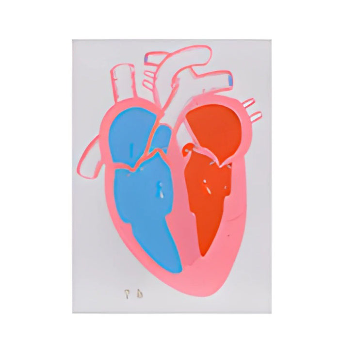 Heart Contraction and Valve Function Demonstration Model