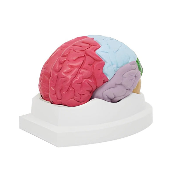 Brain Lobe Model