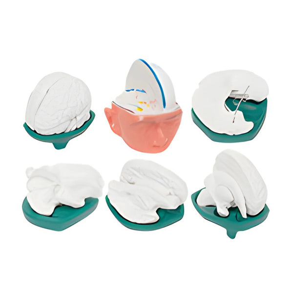 Human Brain Anatomy Model Set, 6 Models