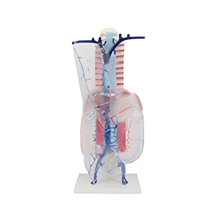 Portal Vein and Collateral Circulation Anatomical Model
