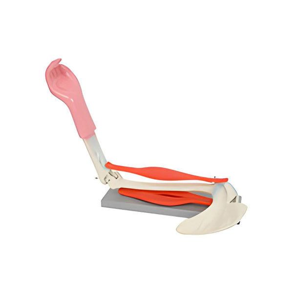 Movements of Muscles in the Upper Arm