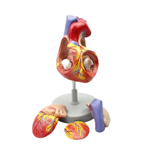 Human Heart Model, 2X Life-Size, 4 Parts