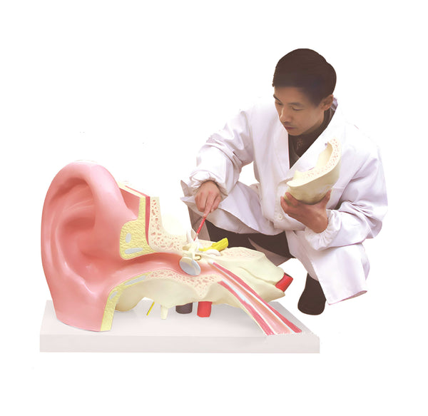 Ear Model, 15 times Full-Size, 3 part