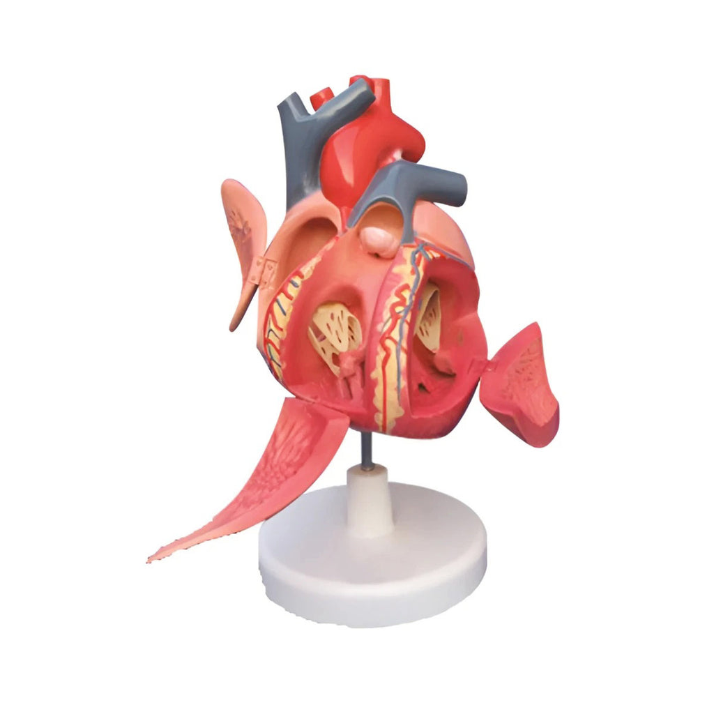 Cardiac Conduction System Model – Dr Wong Anatomy