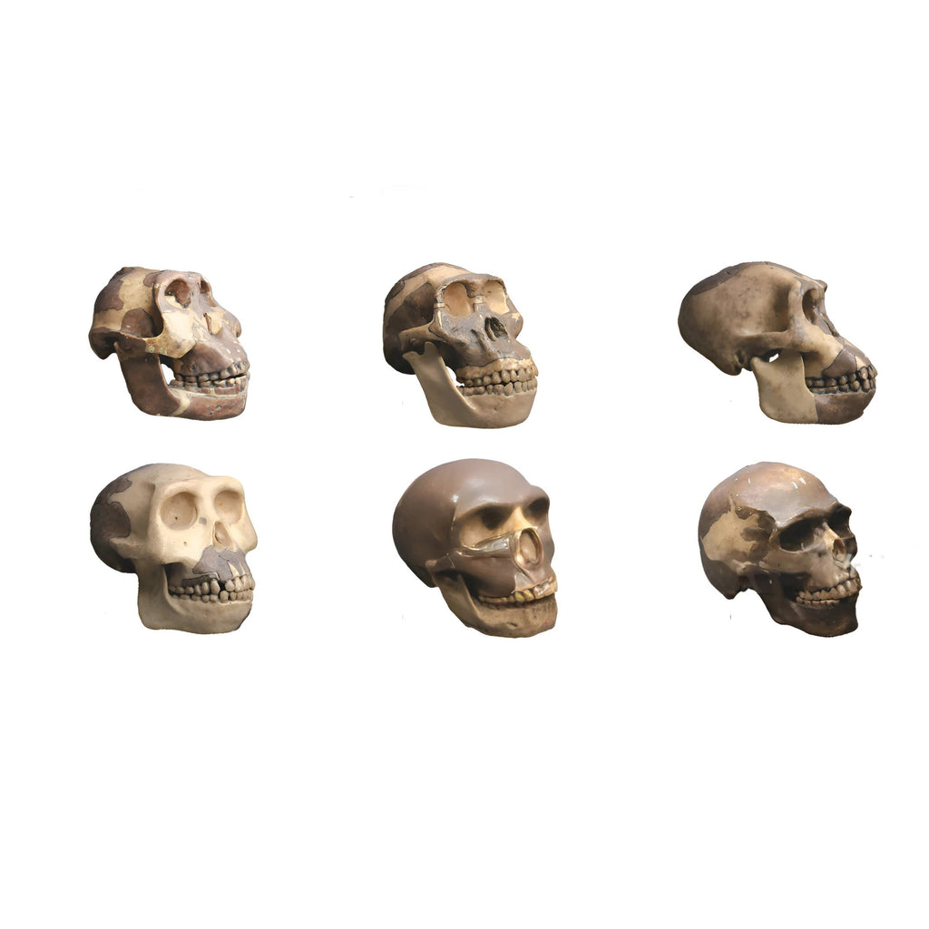 Anthropological Skull Model Set