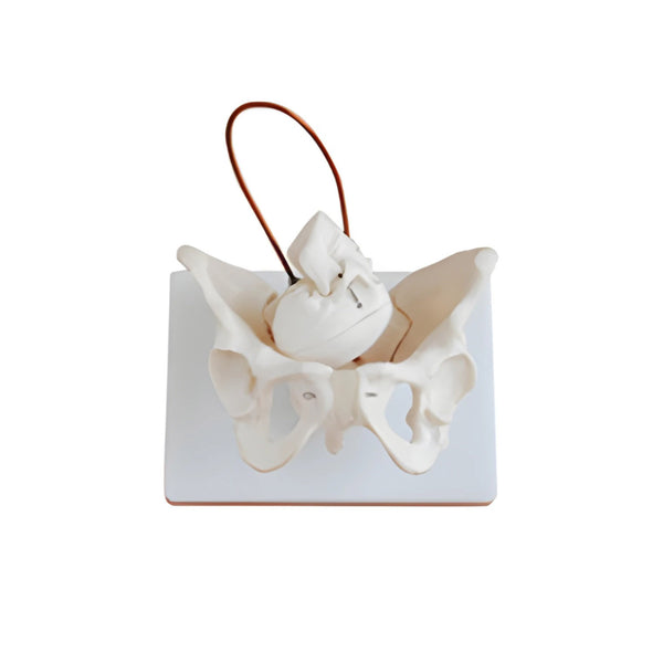 Female Pelvis with Fetal Skull Model