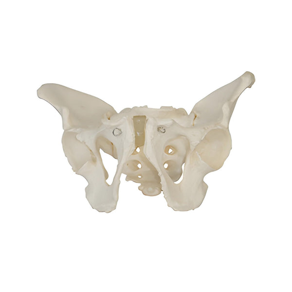 Male Pelvic Skeleton Model