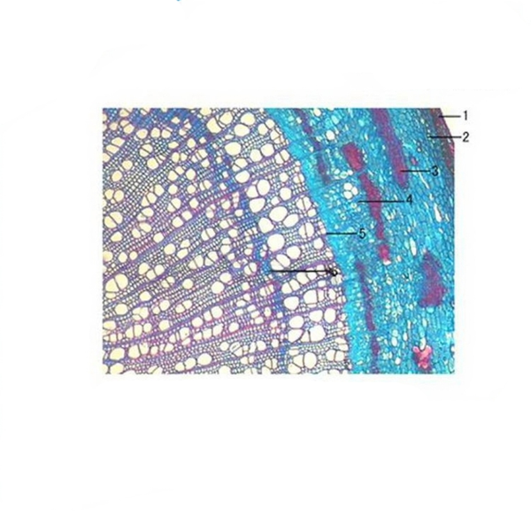 Poplar Two-Year-Old Stem, c.s. Prepared Microscope Slide