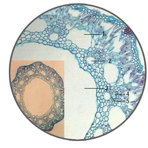 Horsetail Stem, c.s. Prepared Microscope Slide