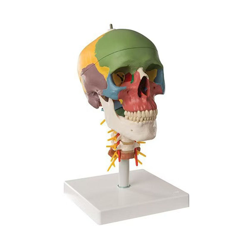 Coloured Didactic Human Skull Model on Cervical Spine