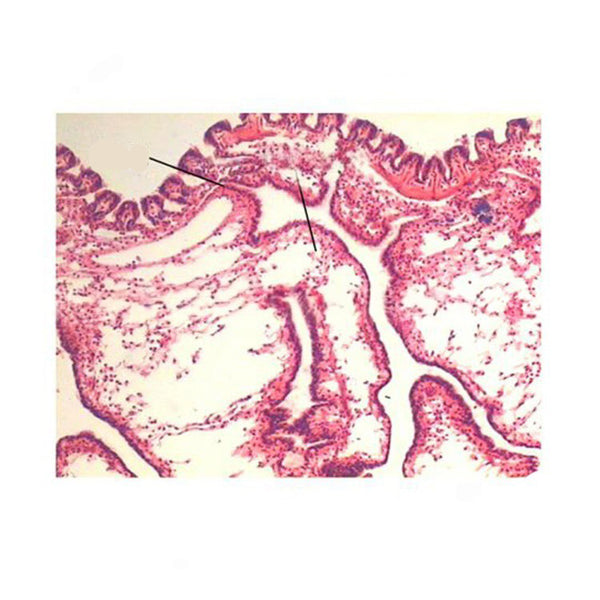 Freshwater Mussel Gill, c.s. Prepared Microscope Slide