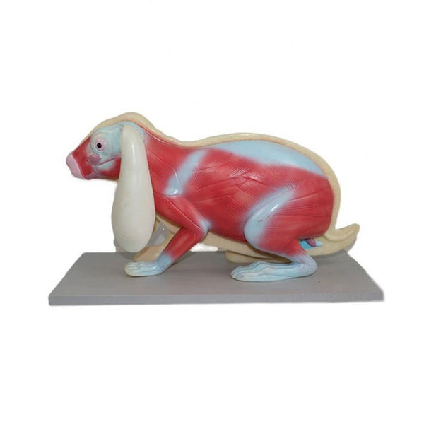 Rabbit Anatomy Model