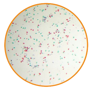 Chlamydomonas, Prepared Microscope Slide