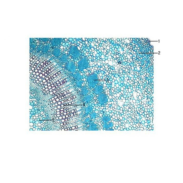 Pelargonium Stem, c.s. Prepared Microscope Slide