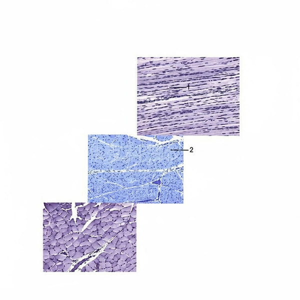Skeletal Muscle, c.s. & l.s. Prepared Microscope Slide