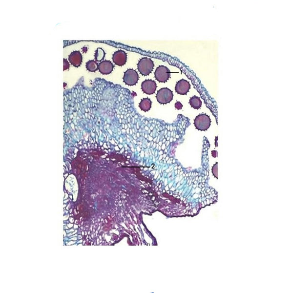 Cotton Anther, l.s. Prepared Microscope Slide - Dr Wong Anatomy