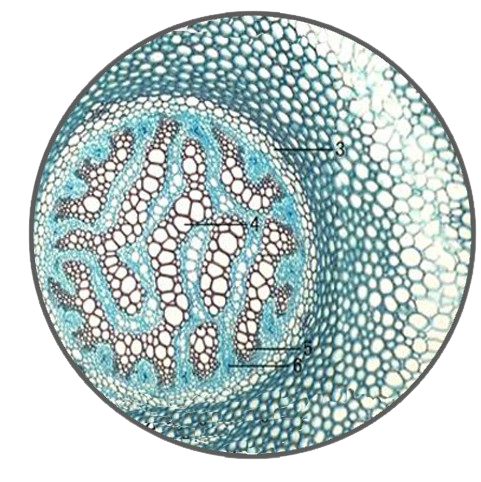 Lycopodium Stem, c.s. Prepared Microscope Slide