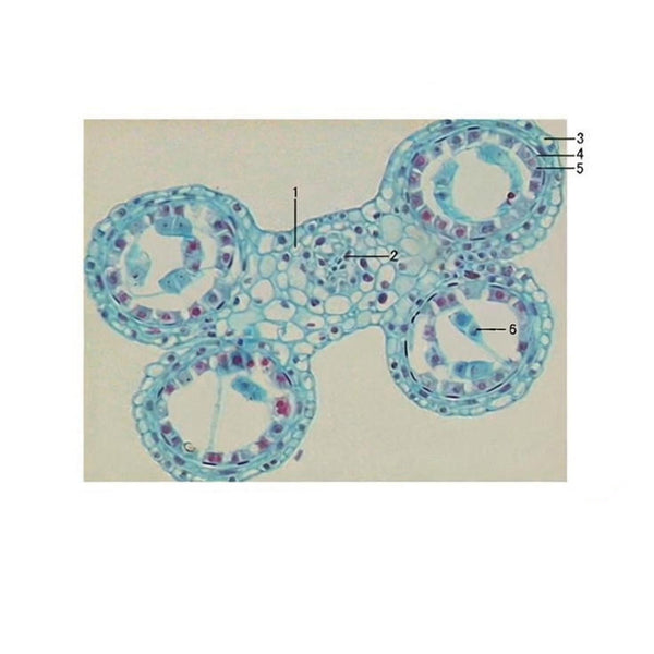 Wheat Anther, Young, c.s. Prepared Microscope Slide - Dr Wong Anatomy