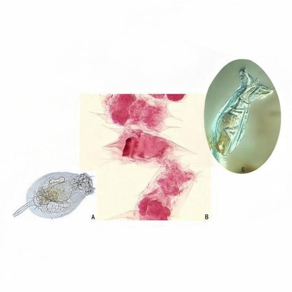 Rotifer, Prepared Microscope Slide