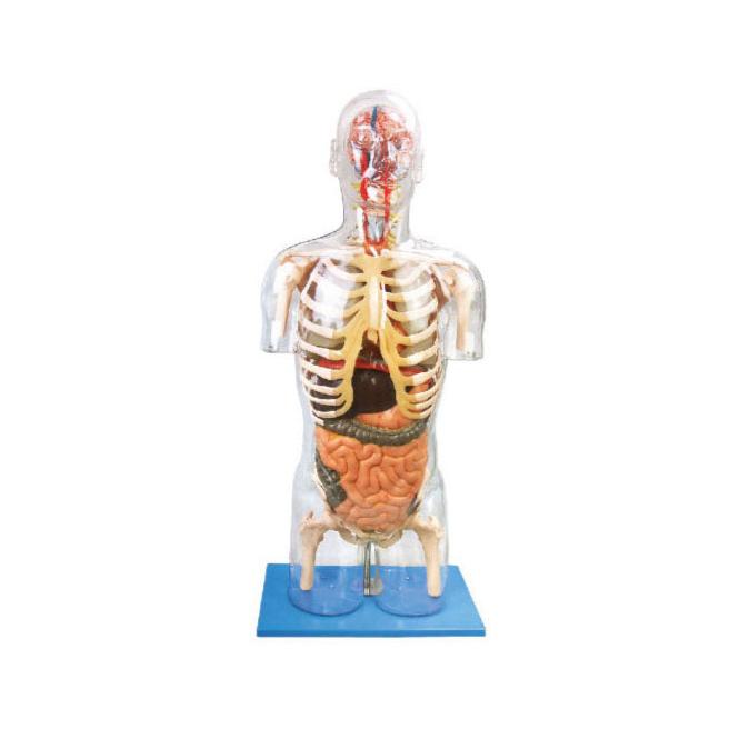 Anatomical Transparent Torso Model with Internal Organs