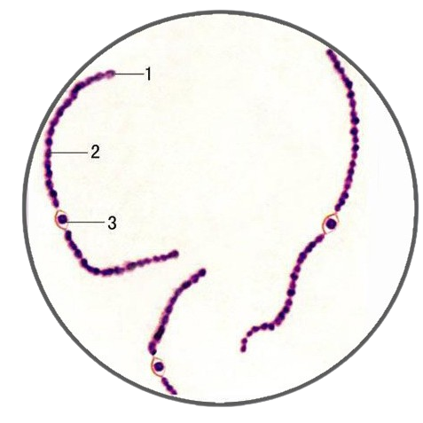 Nostoc, Prepared Microscope Slide