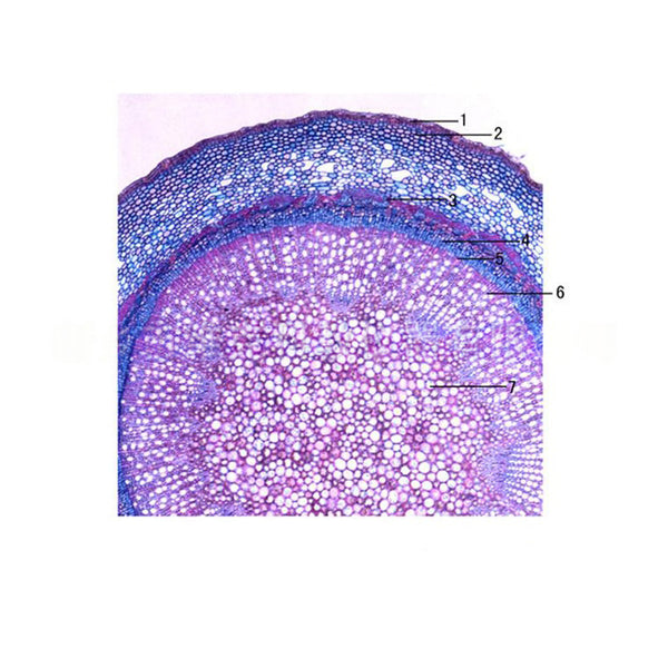 Pear Stem, c.s. Prepared Microscope Slide