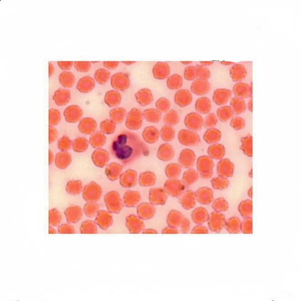 Ox Blood Smear, Microscope Slide - Dr Wong Anatomy