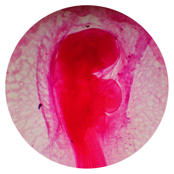 48-Hour Chick Embryo, Microscope Slide - Dr Wong Anatomy