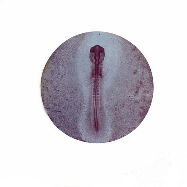 24-Hour Chick Embryo, Microscope Slide - Dr Wong Anatomy