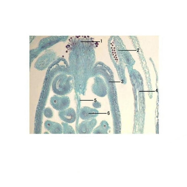 Shepherd's Purse Flower, Median l.s. Prepared Microscope Slide - Dr Wong Anatomy