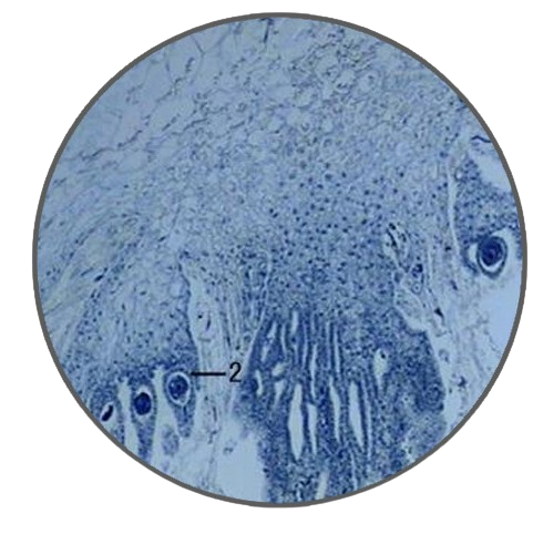 Liverwort Archegoniophore, l.s. Prepared Microscope Slide