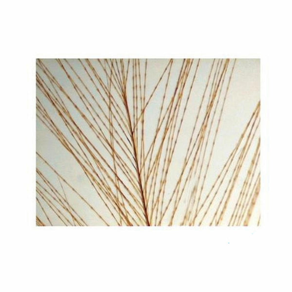 Goose Feather, Microscope Slide - Dr Wong Anatomy