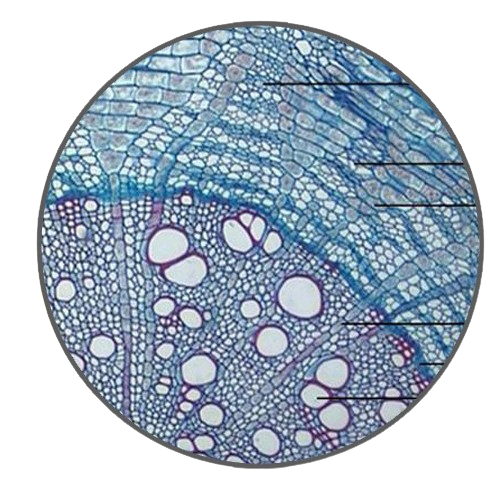 Hibiscus Root, c.s. Prepared Microscope Slide - Dr Wong Anatomy