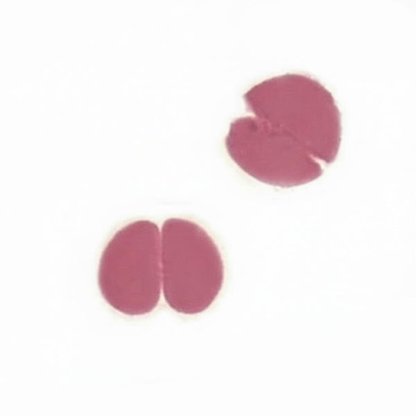 Sea Urchin Egg, 2-Cell Stage, Prepared Microscope Slide