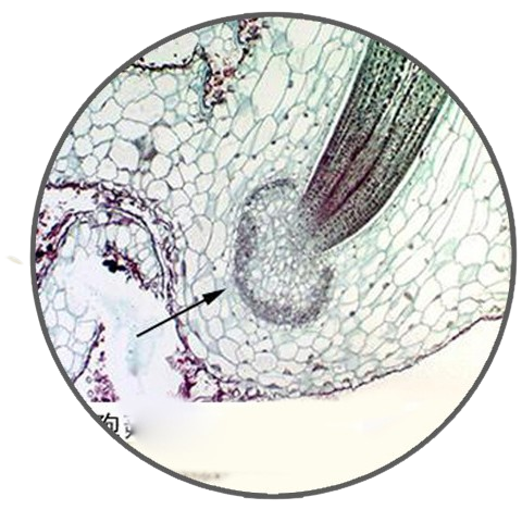 Anthoceros Sporophyte, Prepared Microscope Slide