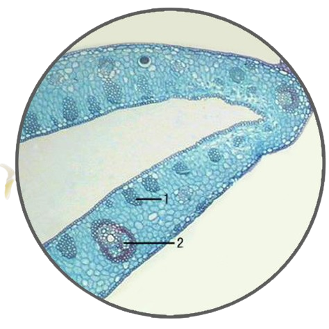 Palm Leaf, c.s. Prepared Microscope Slide
