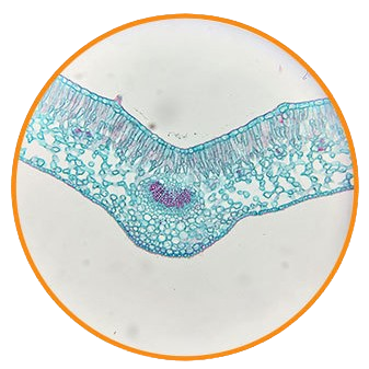 Winter Jasmine Leaf, c.s. Prepared Microscope Slide